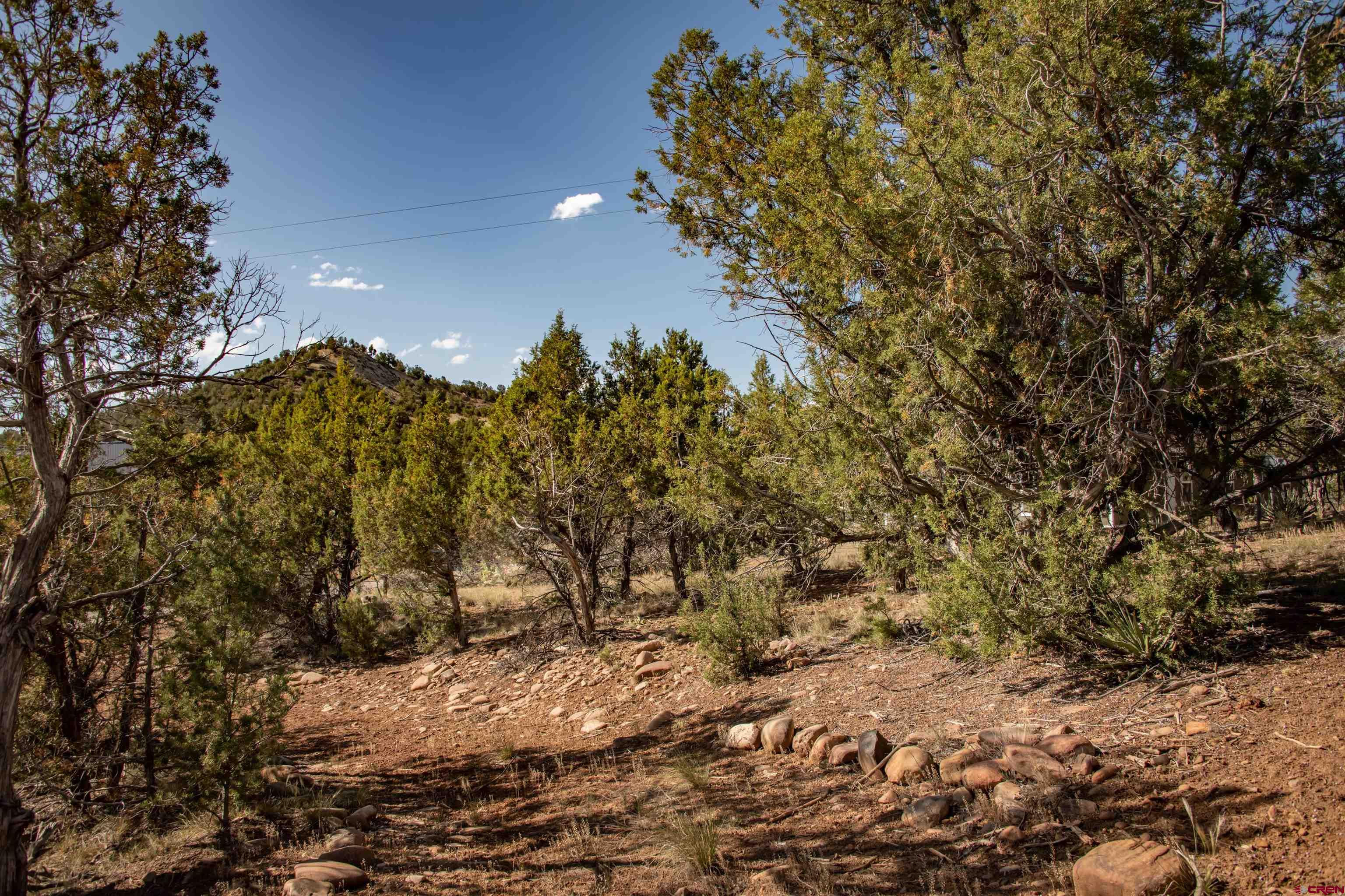 475 Run Around Road Arboles, CO 81121 - Photo 33 of 40 a view of a tree in a yard