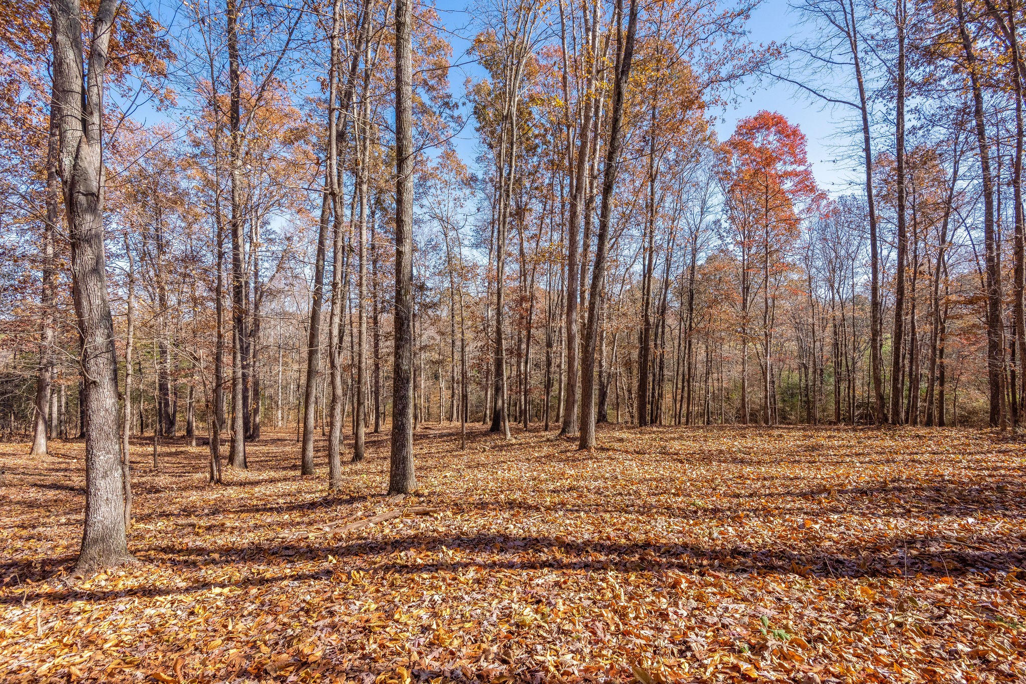 10230 Mc Gee Road Lyles, TN 37098 - Photo 25 of 25