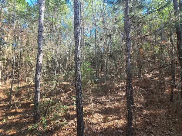 a view of a forest that has a tree