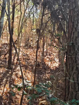a picture of tree