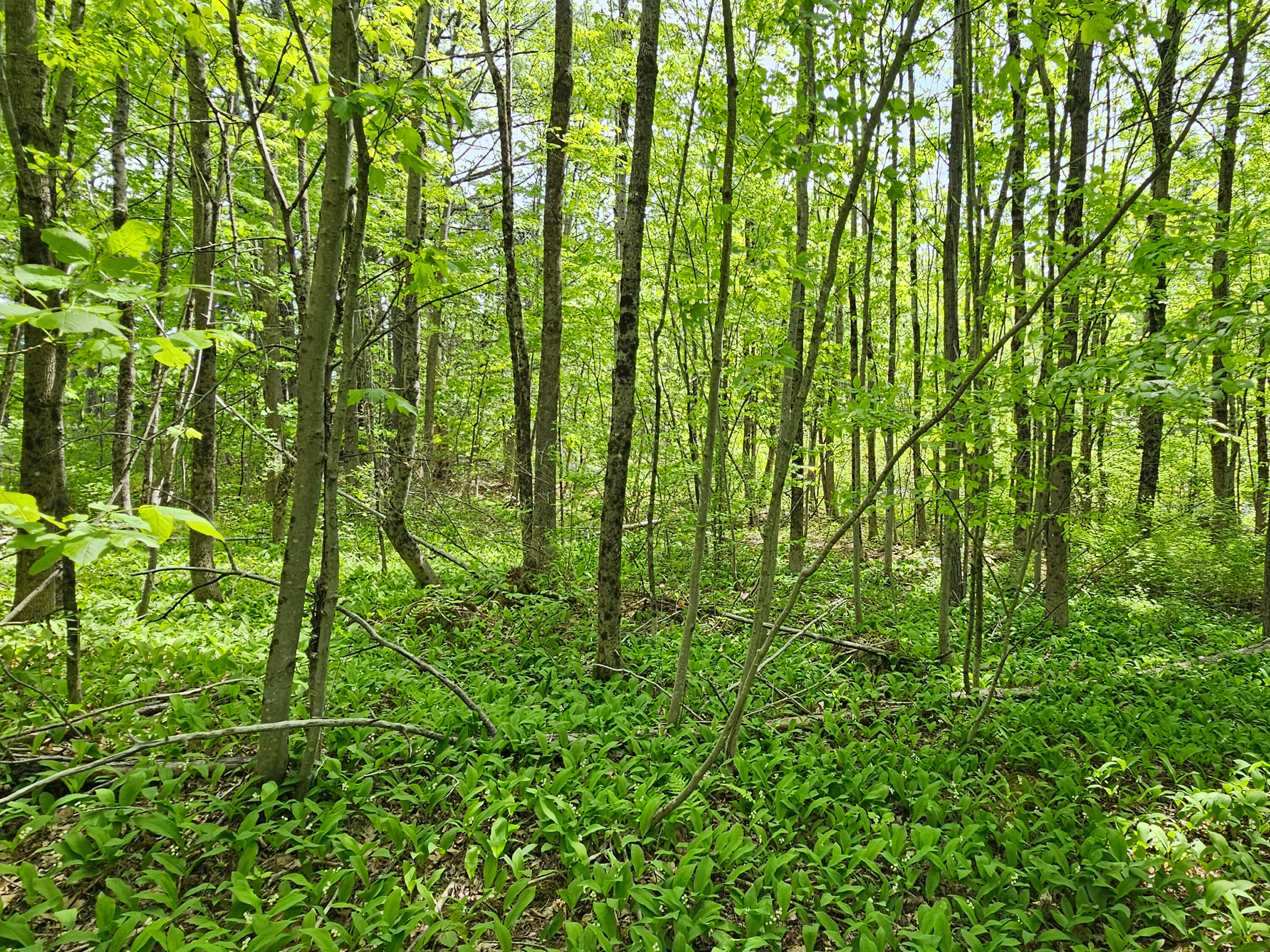 235 Weeks Road Gardiner, ME 04345 - Photo 6 of 10 possible build area near road 3