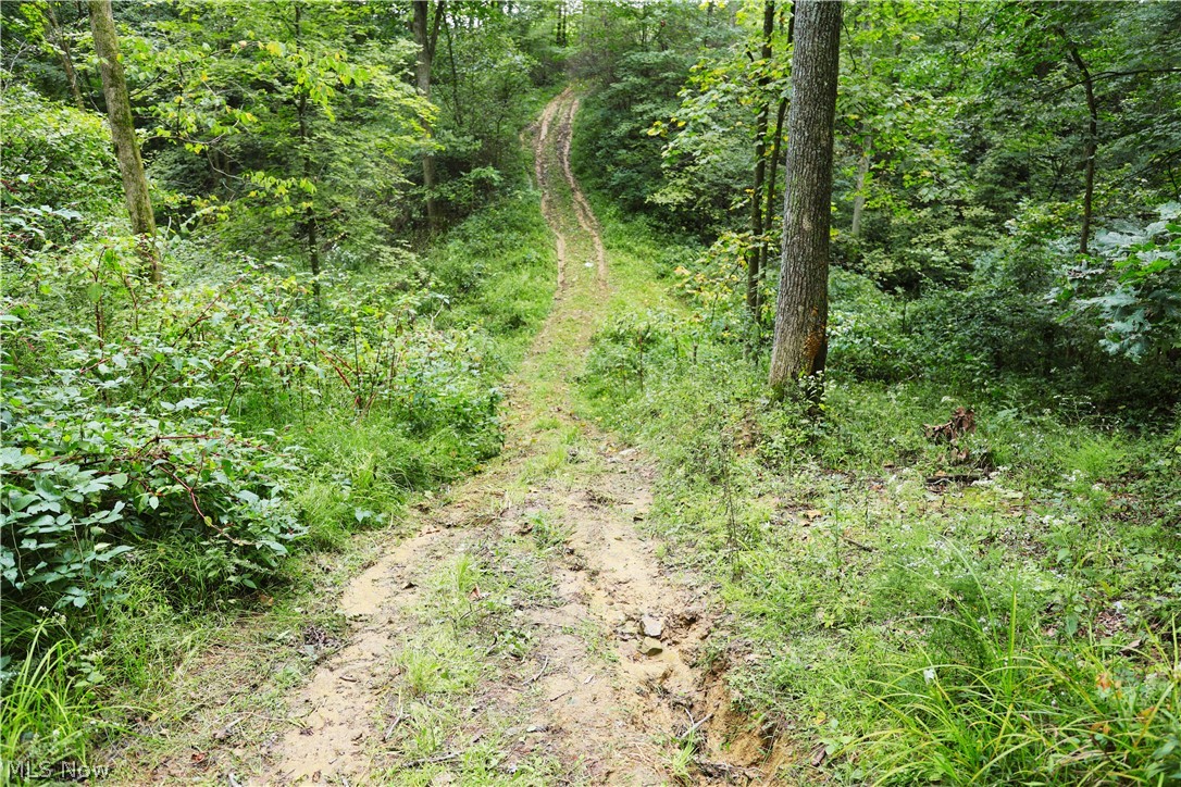 212 Township Road Fresno, OH 43824 - Photo 38 of 50 Wooded acreage with a winding dirt path