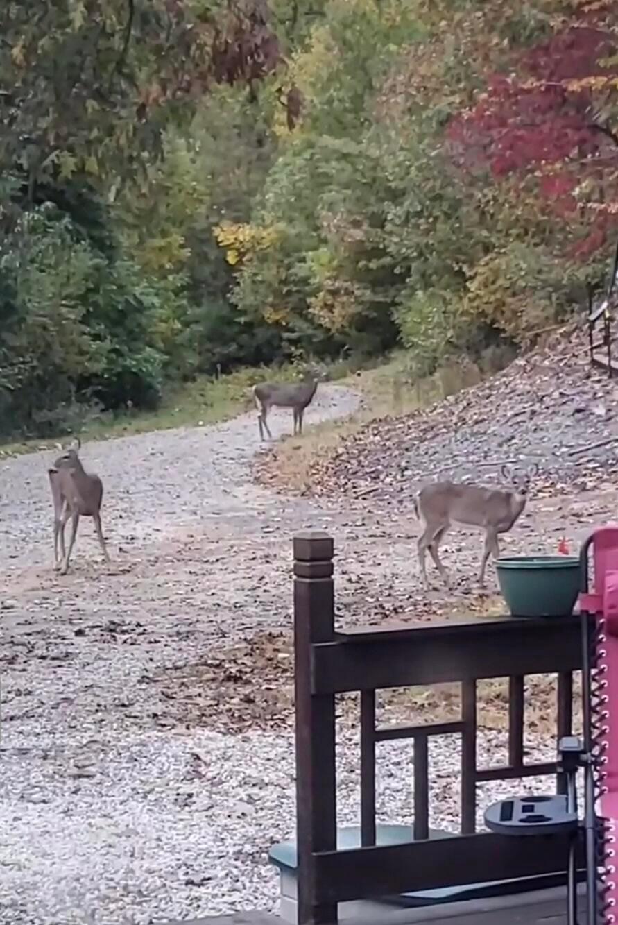 4015 Leffler Road Roseville, OH 43777 - Photo 71 of 93 Wildlife