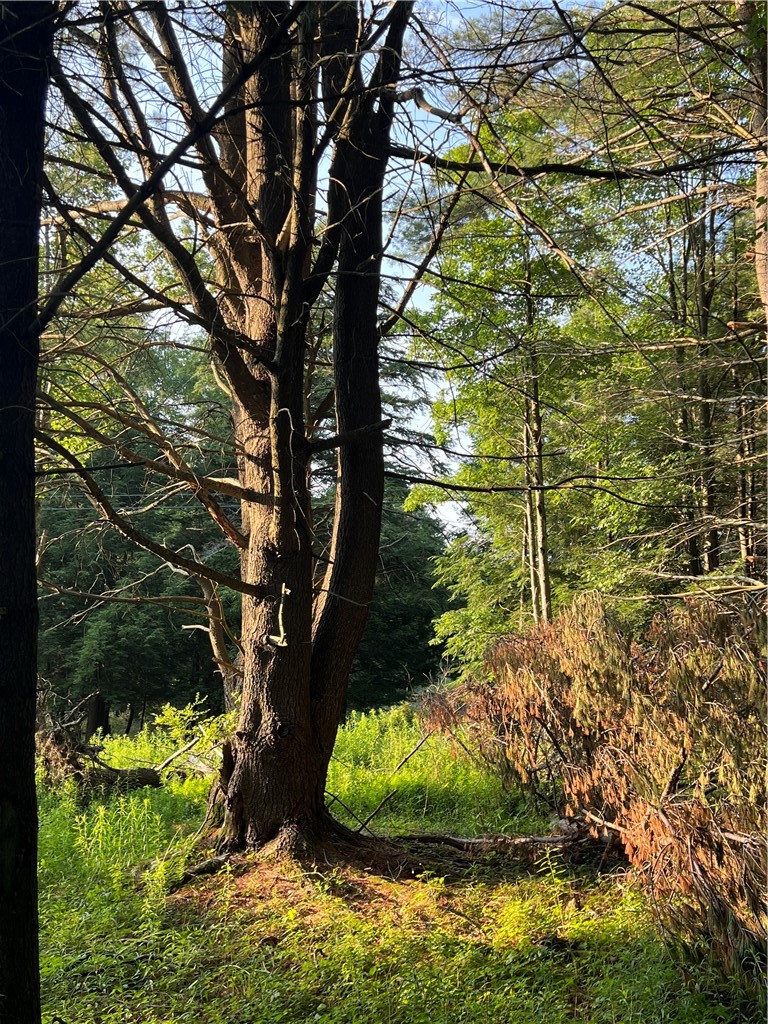 Goddards Road Mount Vision, NY 13810 - Photo 9 of 11