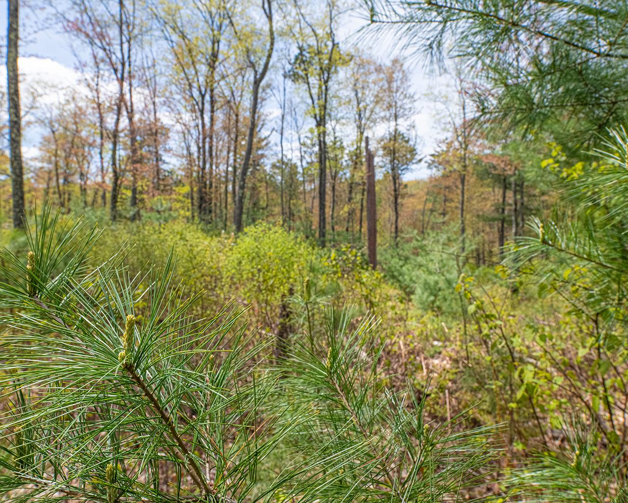 Off Of Lakeland Drive Rhinelander, WI 54501 - Photo 10 of 17 Gallery Image 10
