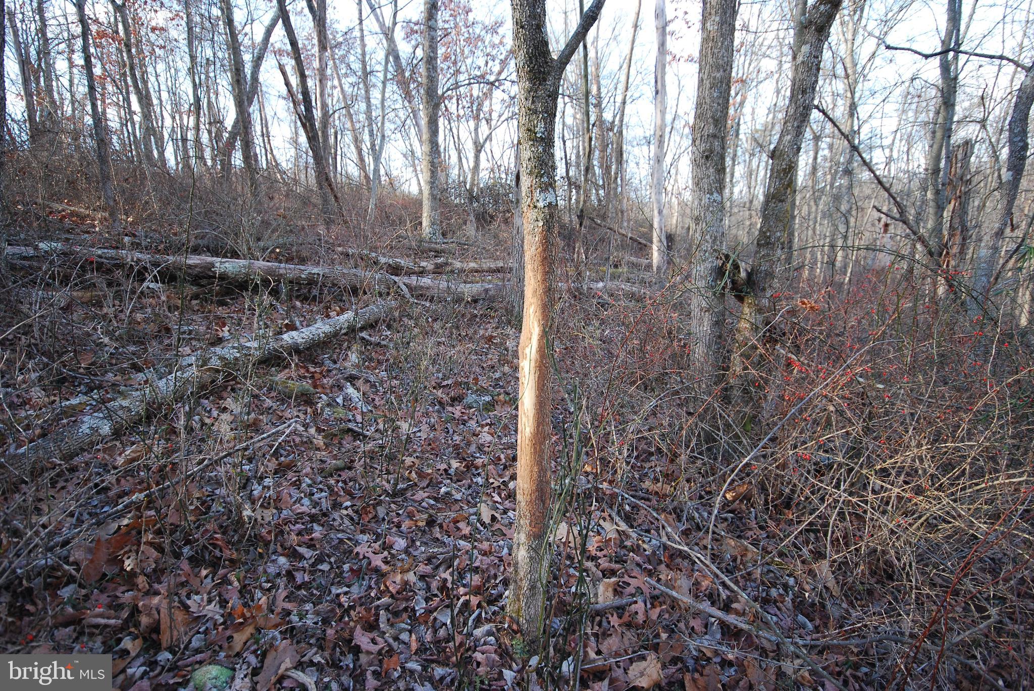 Sir Johns Run Road Berkeley Springs, WV 25411 - Photo 16 of 64