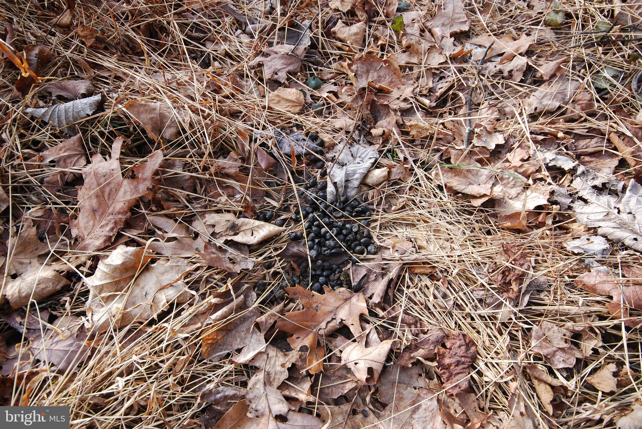 Sir Johns Run Road Berkeley Springs, WV 25411 - Photo 34 of 64