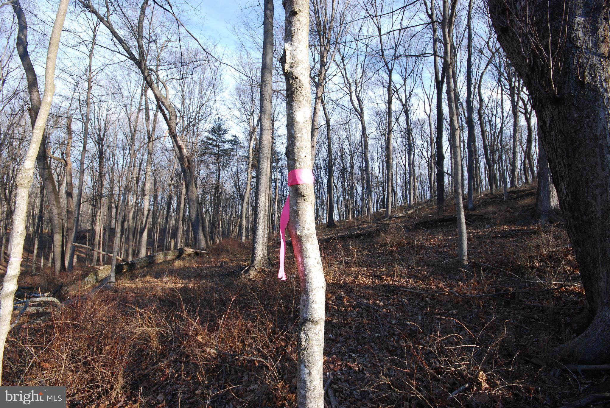 Sir Johns Run Road Berkeley Springs, WV 25411 - Photo 35 of 64