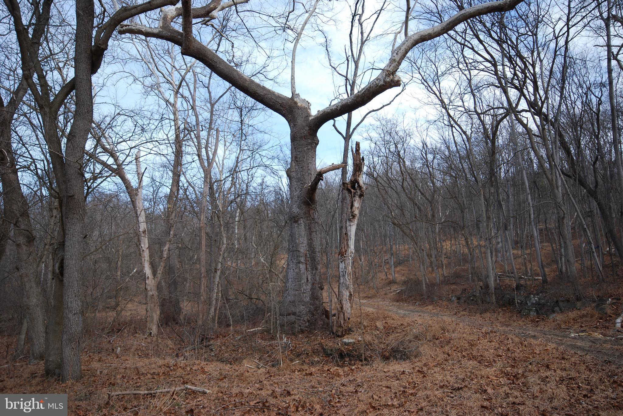 Sir Johns Run Road Berkeley Springs, WV 25411 - Photo 41 of 64
