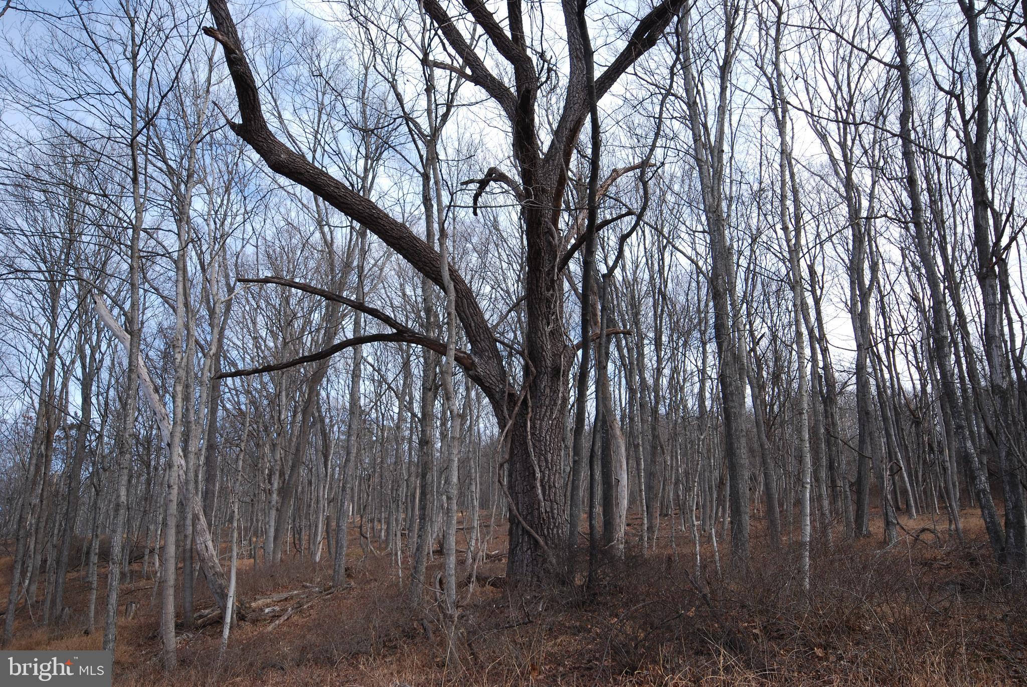 Sir Johns Run Road Berkeley Springs, WV 25411 - Photo 43 of 64