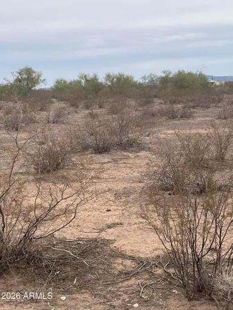 a view of a dry yard with trees in the background