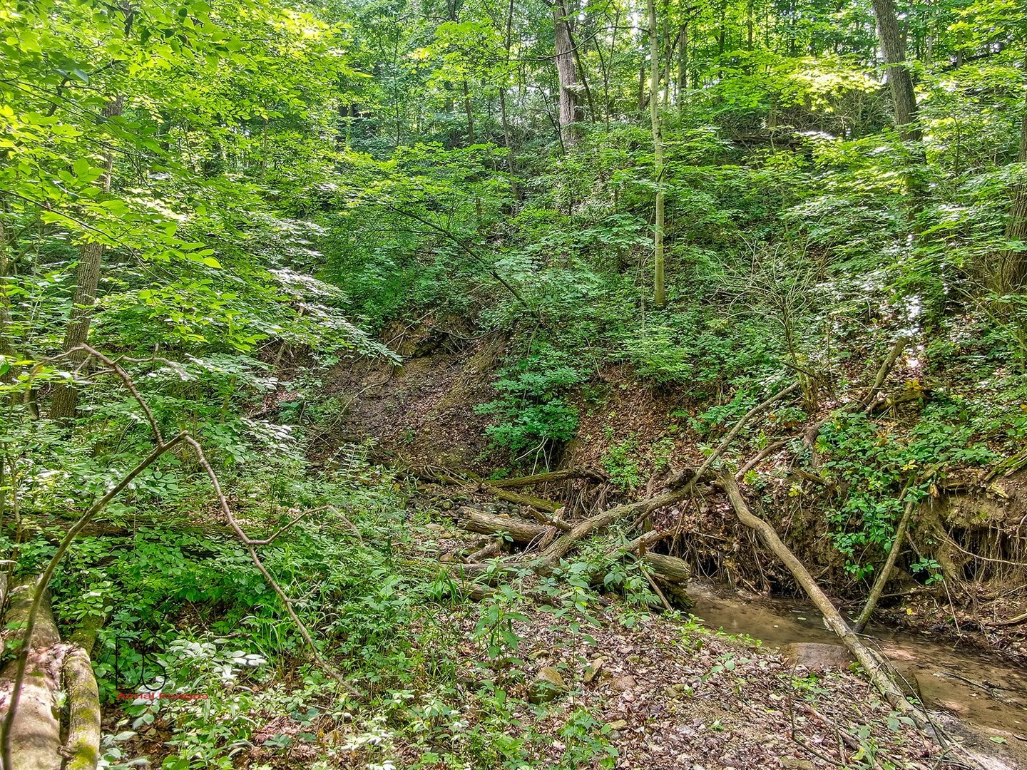 2048 North 3650th Road Serena, IL 60549 - Photo 76 of 82 a view of a lush green forest