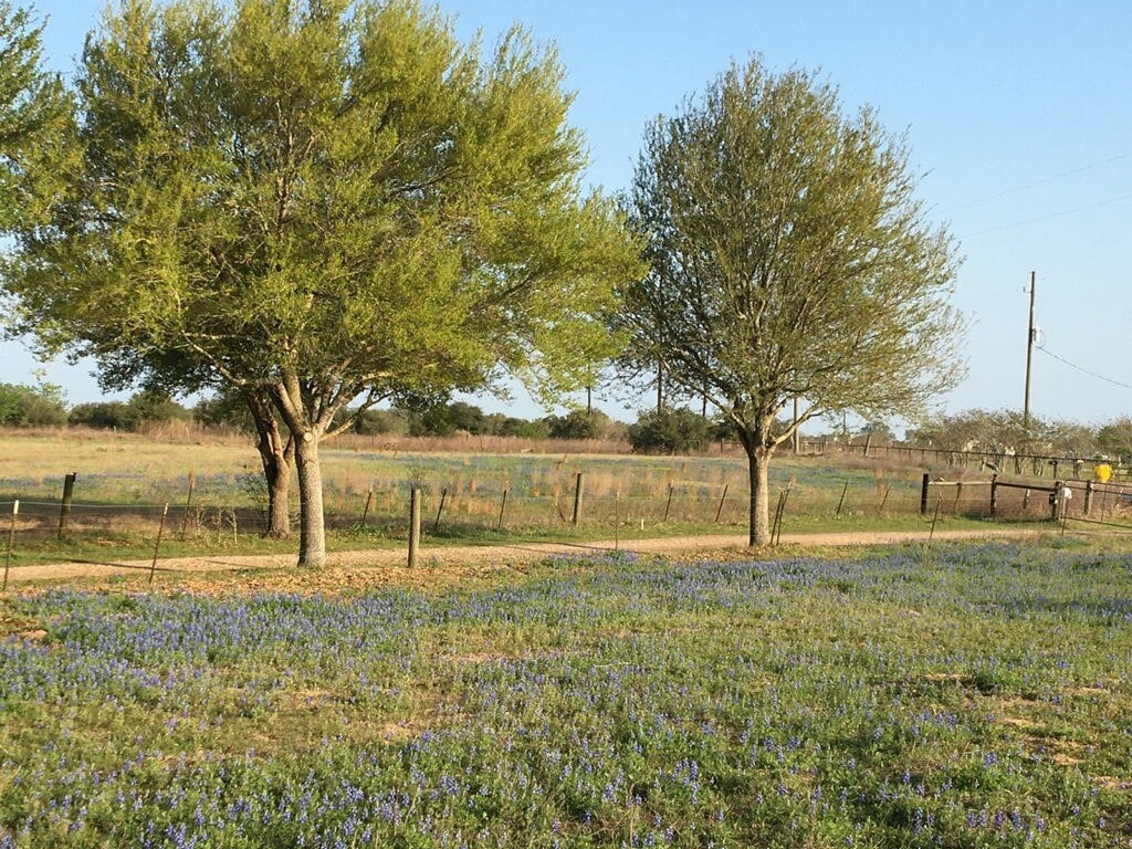 5848 Mieth Road Sealy, TX 77474 - Photo 23 of 25