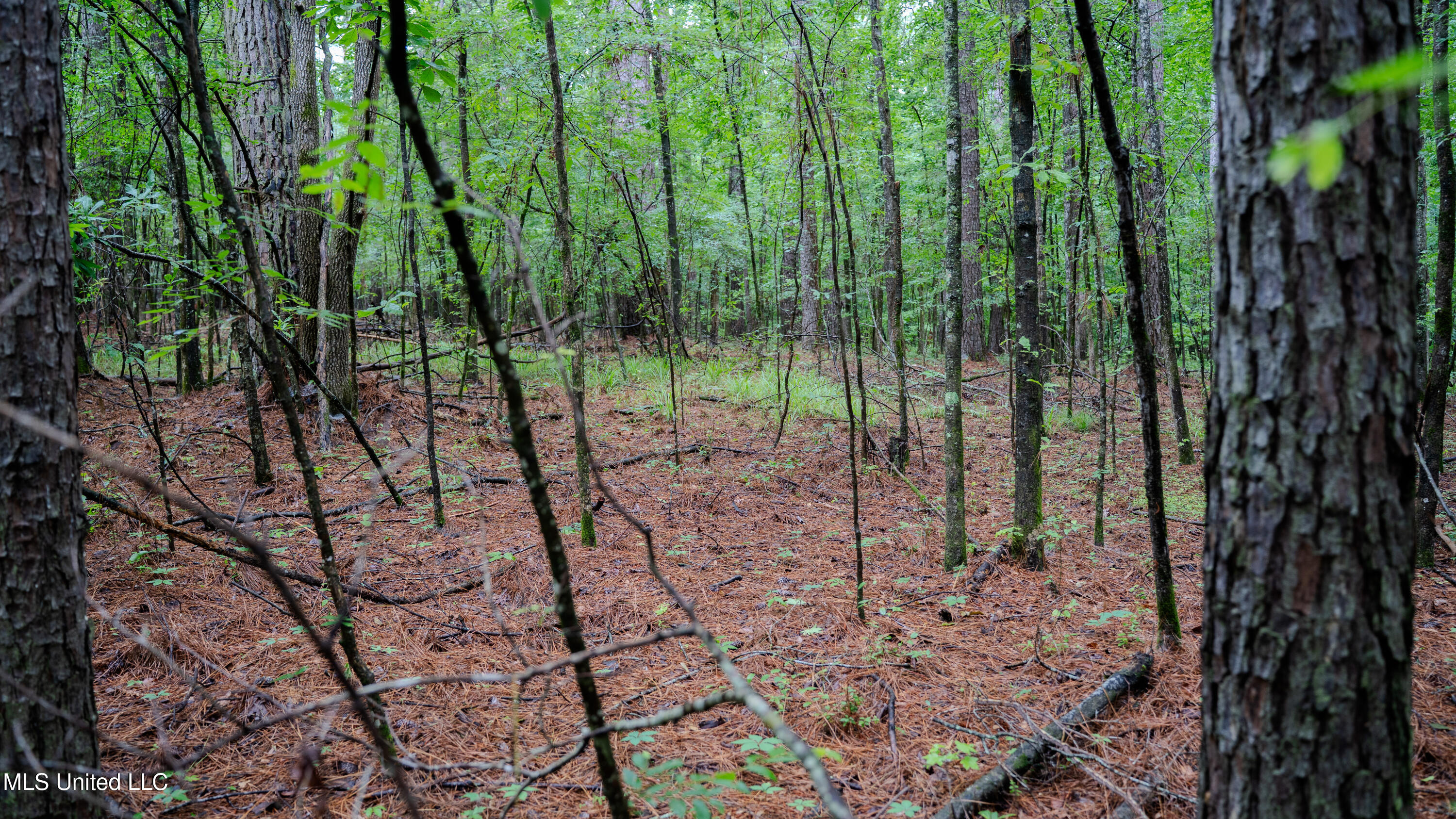 0 Henderson Road Jackson, MS 39272 - Photo 12 of 41 MWLG-38.32Acres-Henderson Rd 05_17_25-14