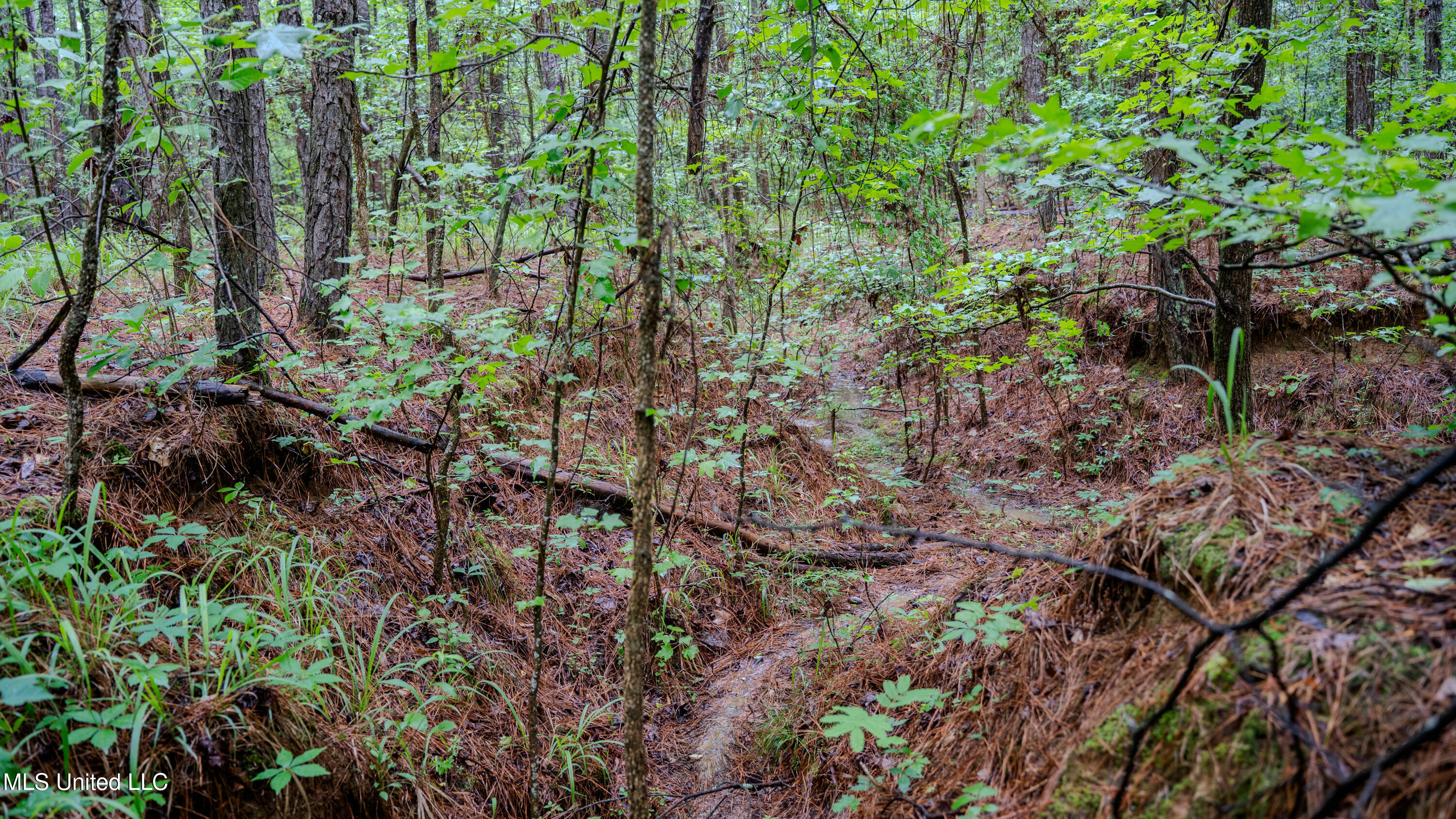 0 Henderson Road Jackson, MS 39272 - Photo 13 of 41 MWLG-38.32Acres-Henderson Rd 05_17_25-15