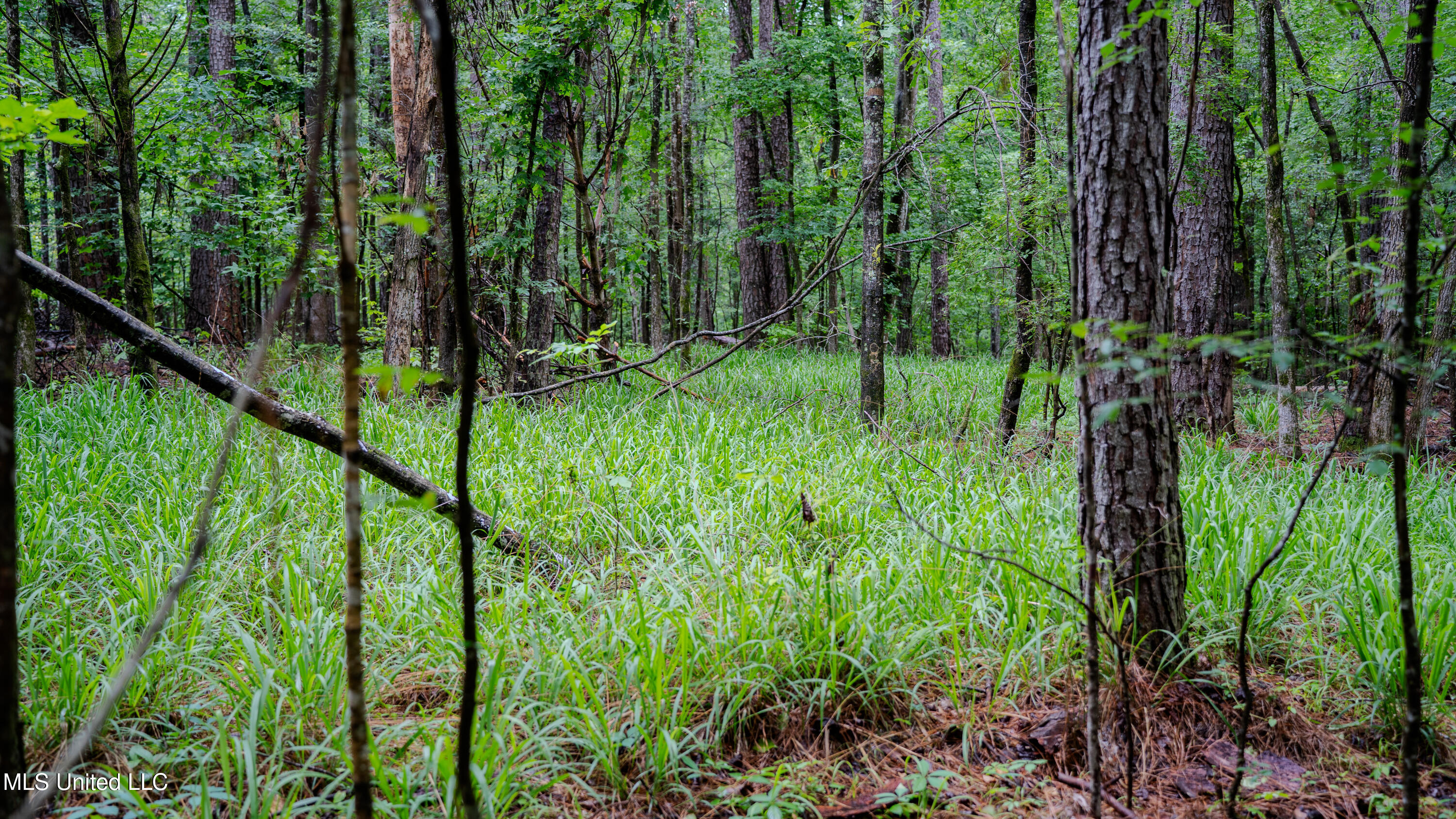 0 Henderson Road Jackson, MS 39272 - Photo 14 of 41 MWLG-38.32Acres-Henderson Rd 05_17_25-16