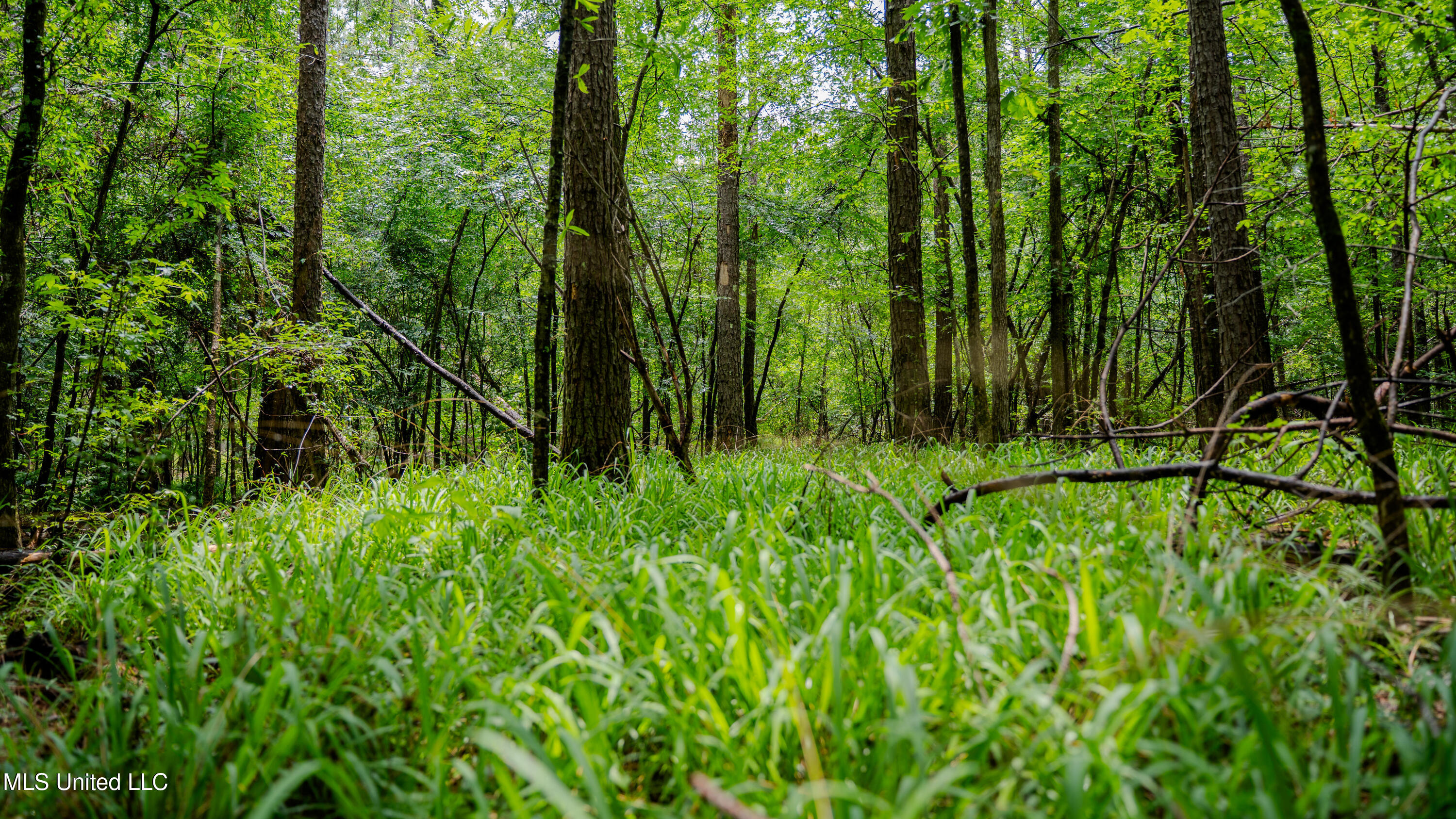 0 Henderson Road Jackson, MS 39272 - Photo 15 of 41 MWLG-38.32Acres-Henderson Rd 05_17_25-18