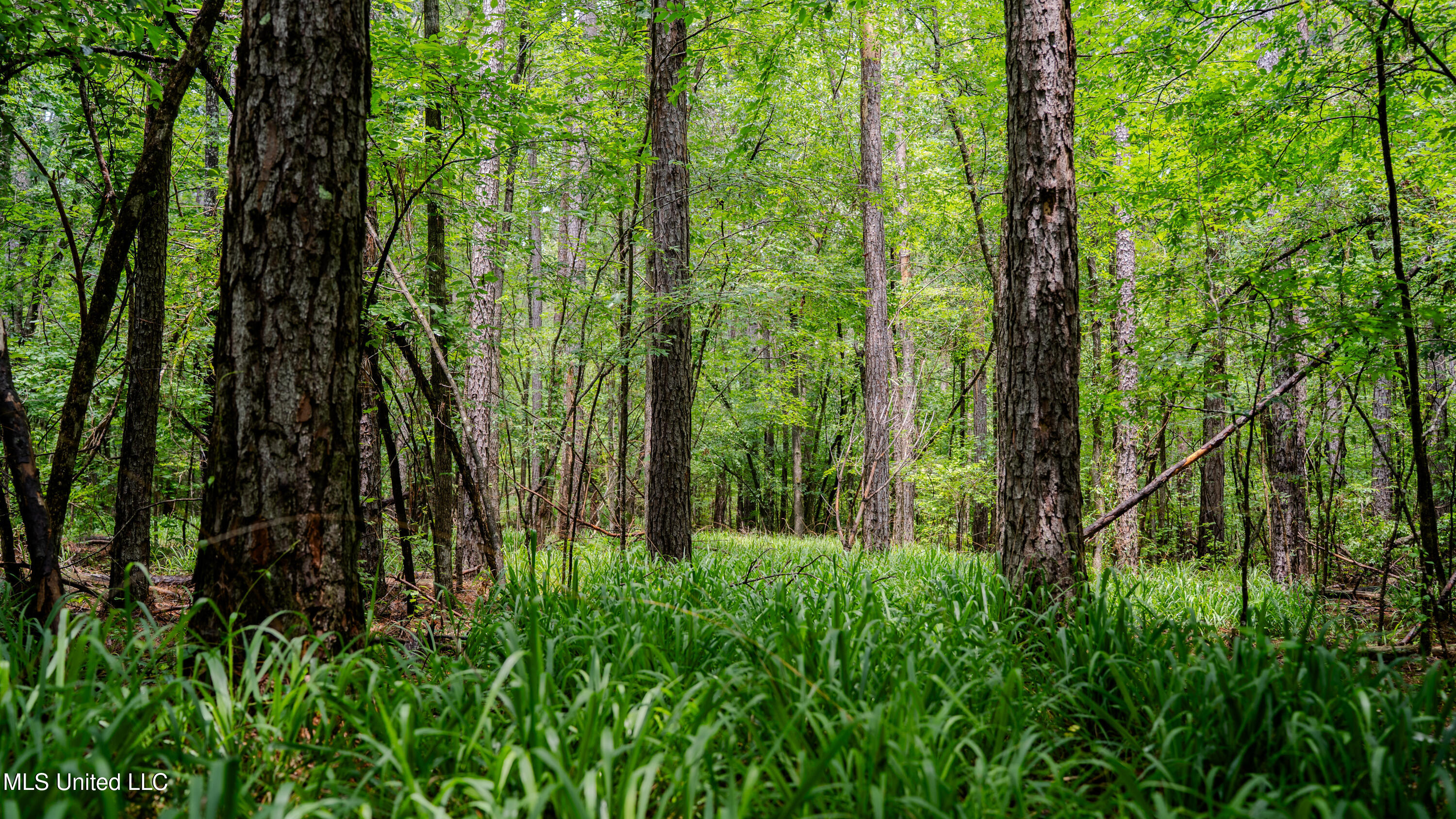 0 Henderson Road Jackson, MS 39272 - Photo 17 of 41 MWLG-38.32Acres-Henderson Rd 05_17_25-20