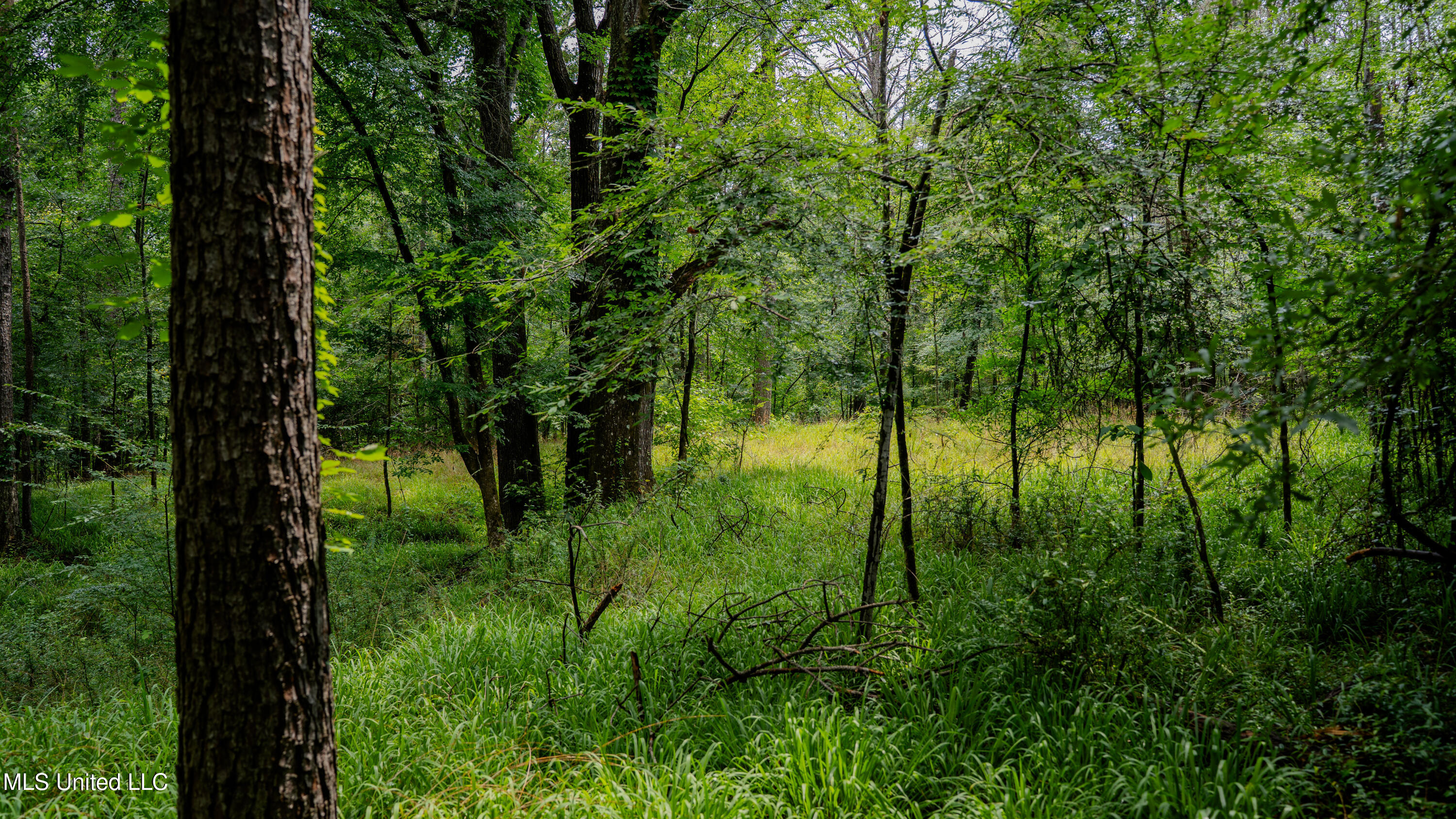 0 Henderson Road Jackson, MS 39272 - Photo 20 of 41 MWLG-38.32Acres-Henderson Rd 05_17_25-24