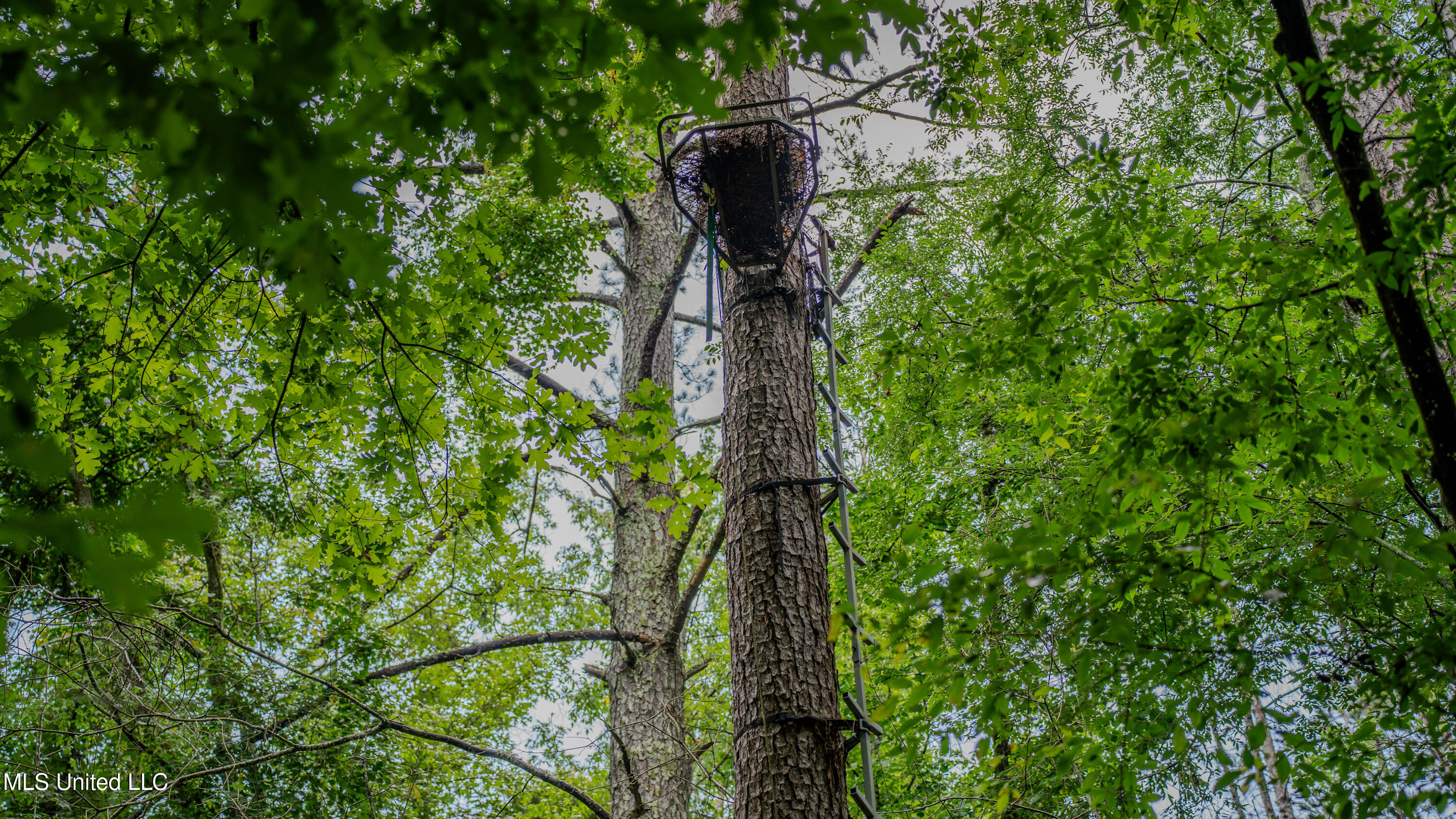 0 Henderson Road Jackson, MS 39272 - Photo 24 of 41 MWLG-38.32Acres-Henderson Rd 05_17_25-30