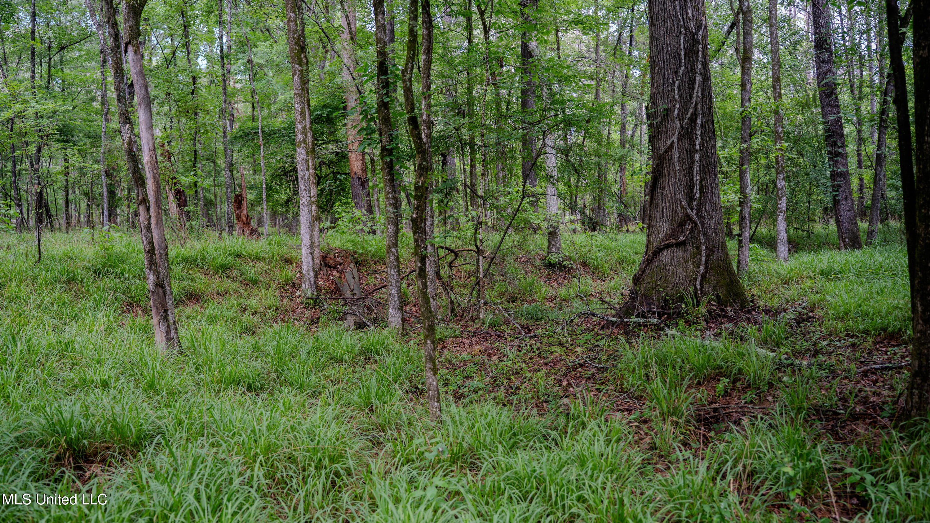 0 Henderson Road Jackson, MS 39272 - Photo 29 of 41 MWLG-38.32Acres-Henderson Rd 05_17_25-36