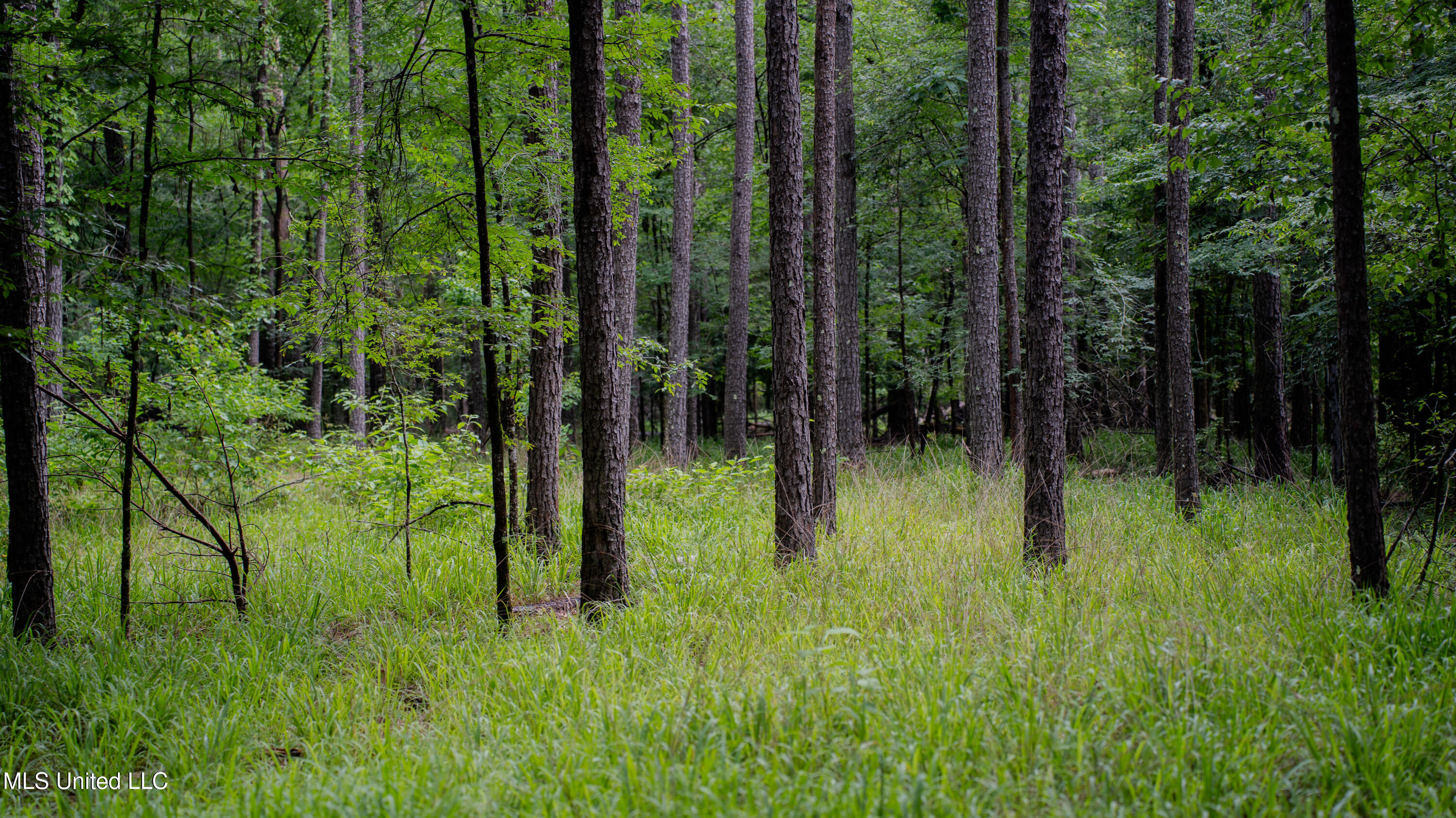 0 Henderson Road Jackson, MS 39272 - Photo 34 of 41 MWLG-38.32Acres-Henderson Rd 05_17_25-42