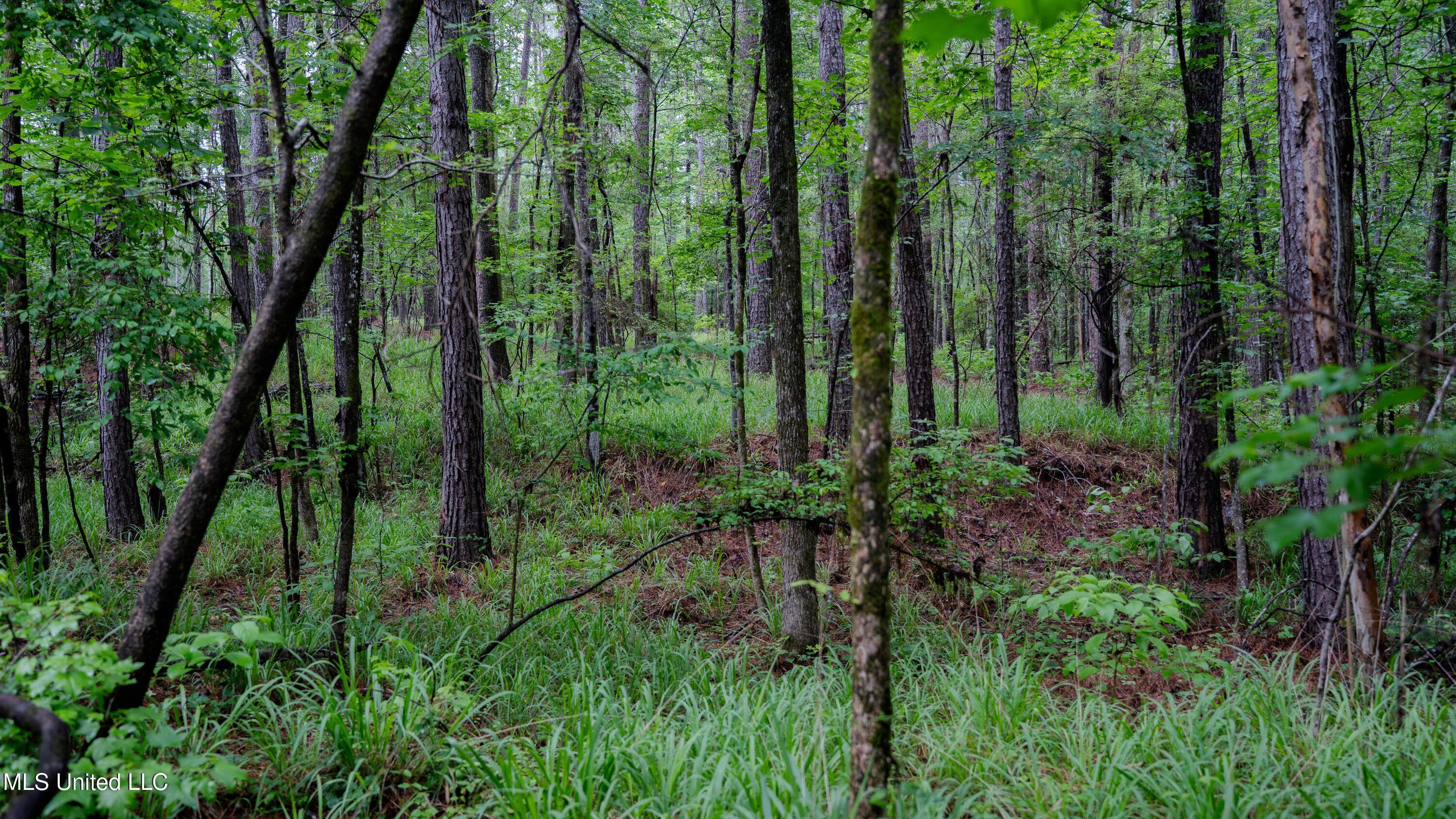 0 Henderson Road Jackson, MS 39272 - Photo 37 of 41 MWLG-38.32Acres-Henderson Rd 05_17_25-45