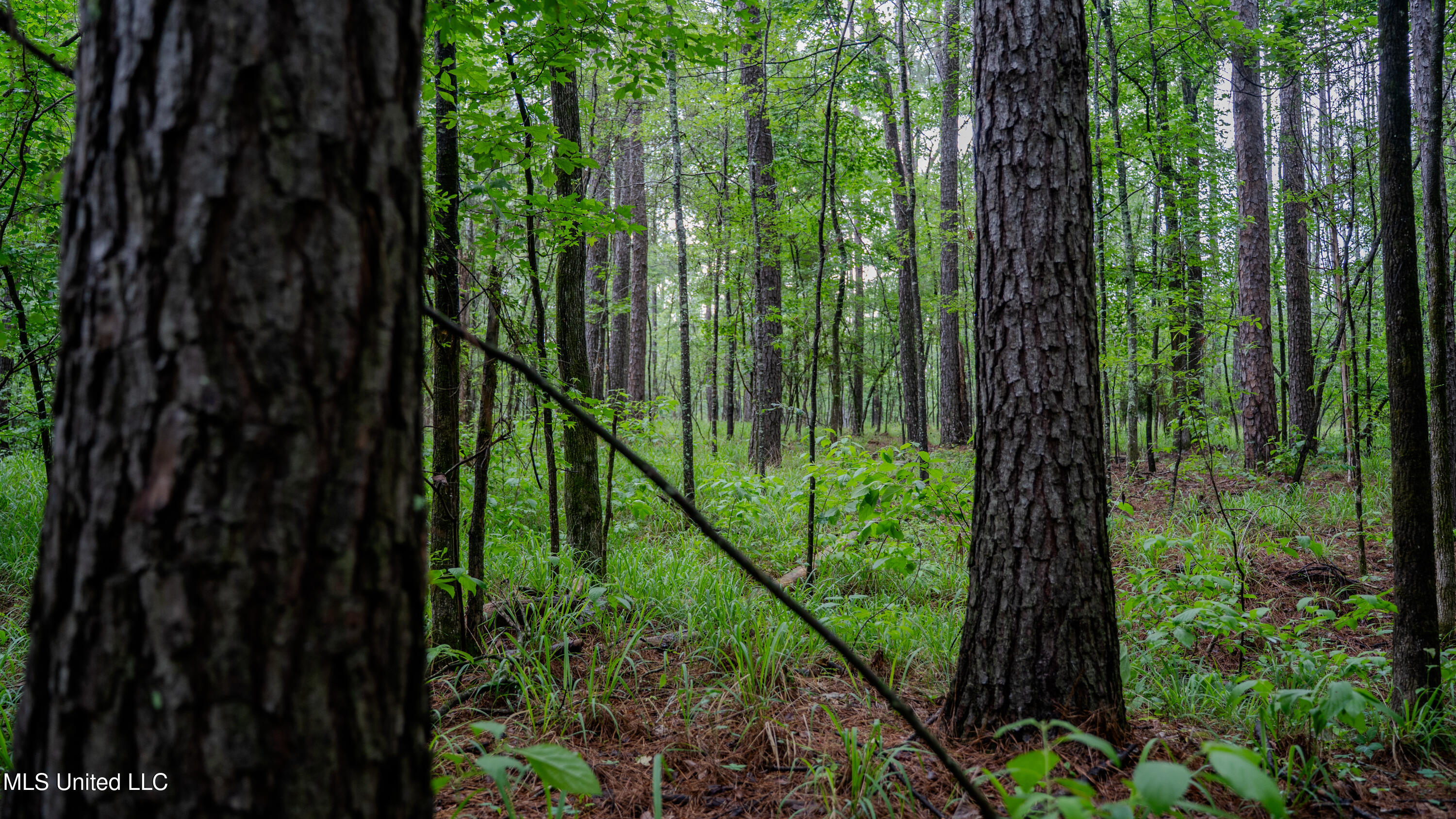 0 Henderson Road Jackson, MS 39272 - Photo 38 of 41 MWLG-38.32Acres-Henderson Rd 05_17_25-46