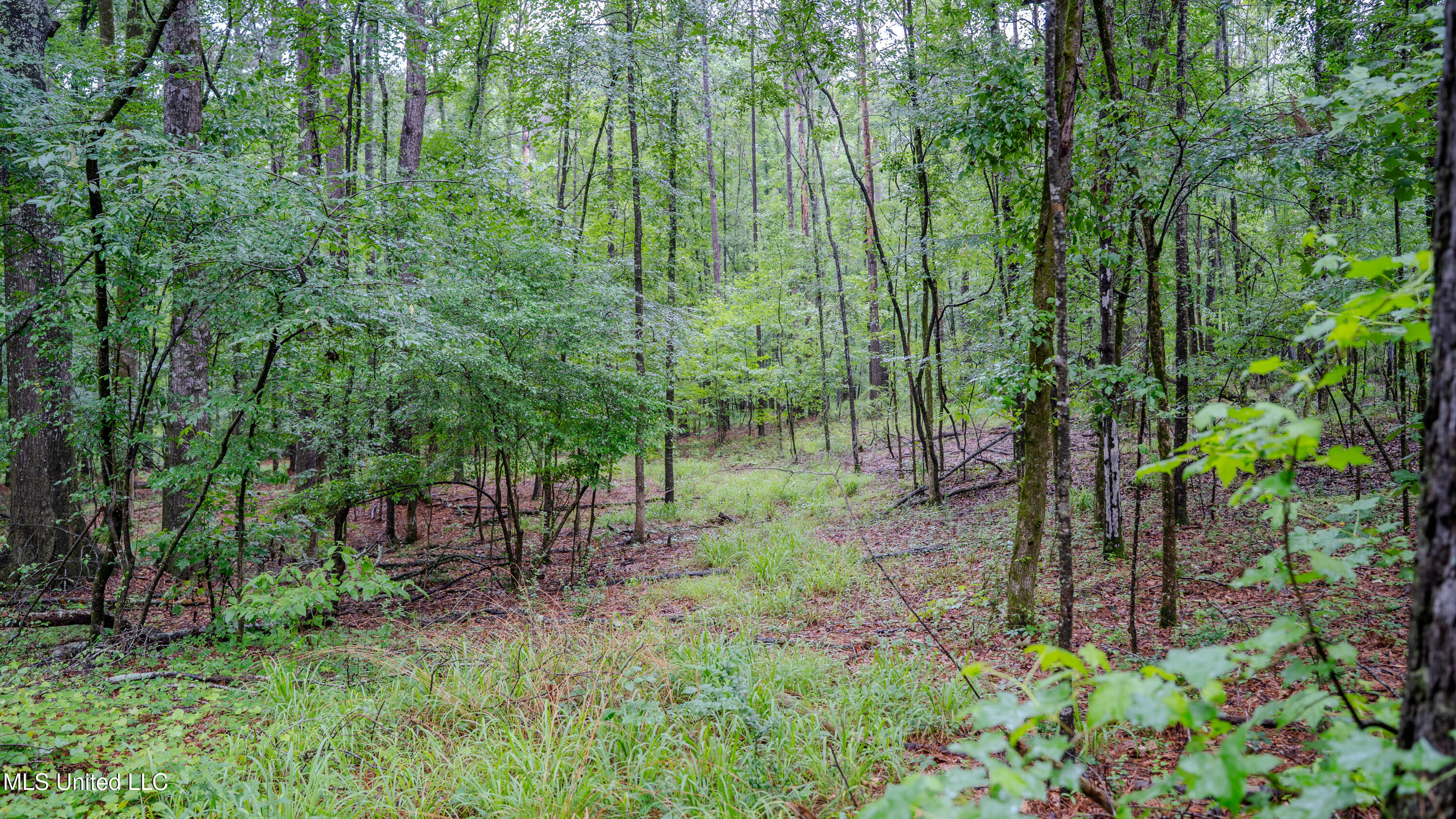 0 Henderson Road Jackson, MS 39272 - Photo 5 of 41 MWLG-38.32Acres-Henderson Rd 05_17_25-06
