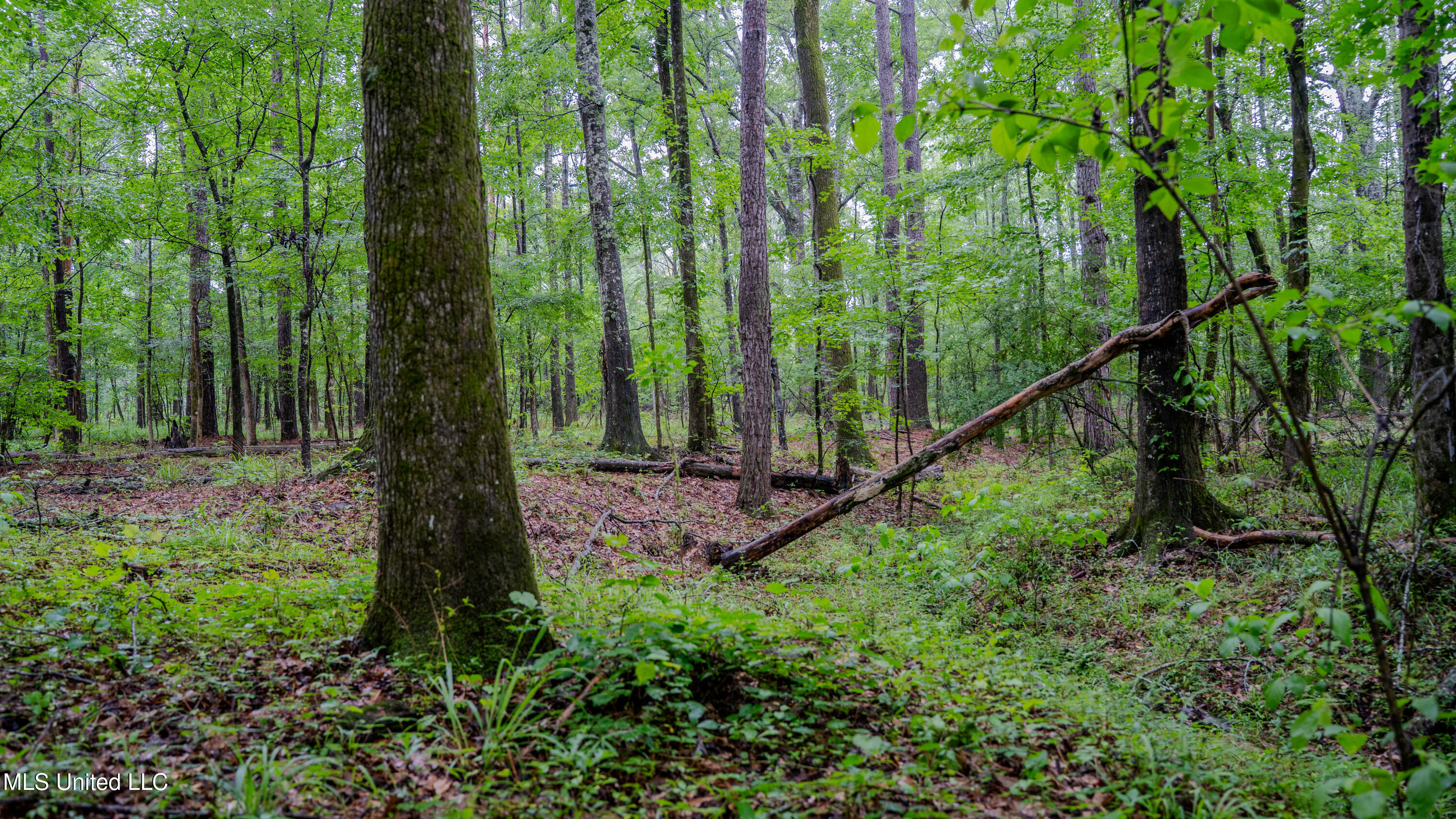 0 Henderson Road Jackson, MS 39272 - Photo 8 of 41 MWLG-38.32Acres-Henderson Rd 05_17_25-09