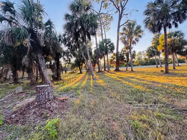 a view of a playground with palm trees
