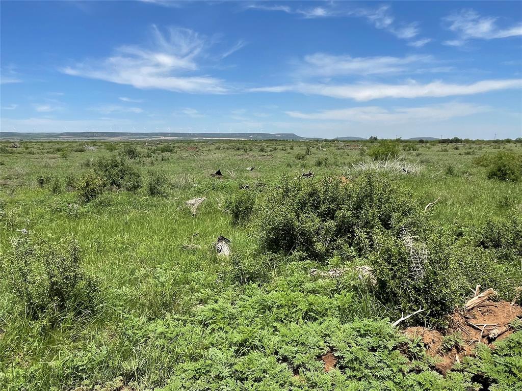 a view of a lush green forest with lots of trees