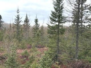 Tbd 450th Street Palisade, MN 56469 - Photo 6 of 9