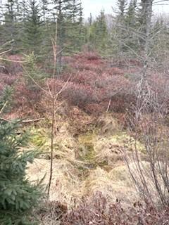 Tbd 450th Street Palisade, MN 56469 - Photo 9 of 9