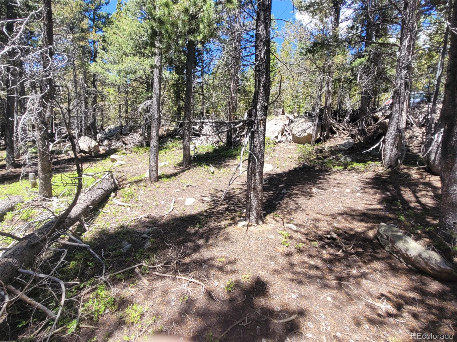 336 Eva Road Idaho Springs, CO 80452 - Photo 11 of 11 a view of a yard with trees