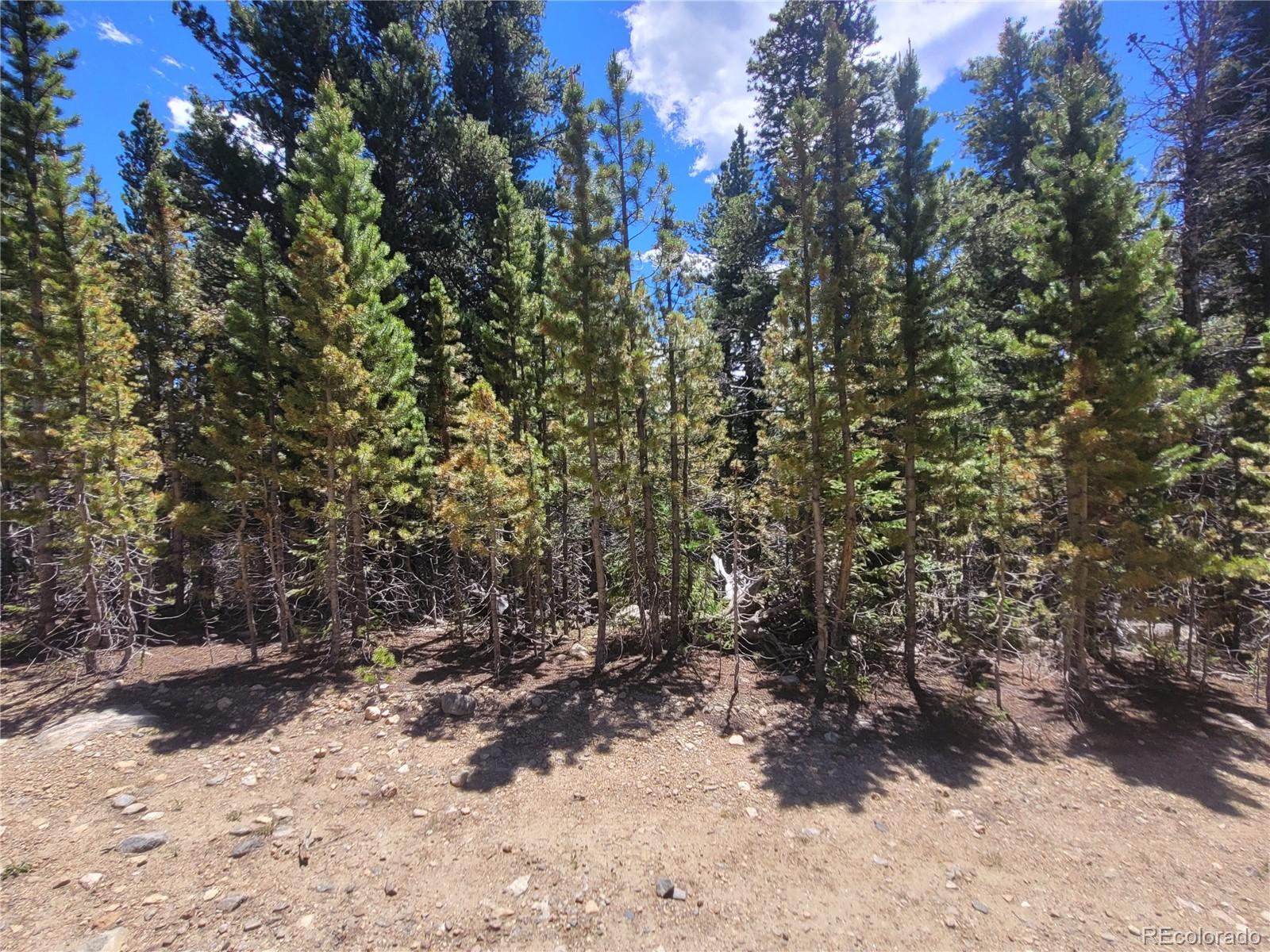 336 Eva Road Idaho Springs, CO 80452 - Photo 4 of 11 a view of a yard with trees