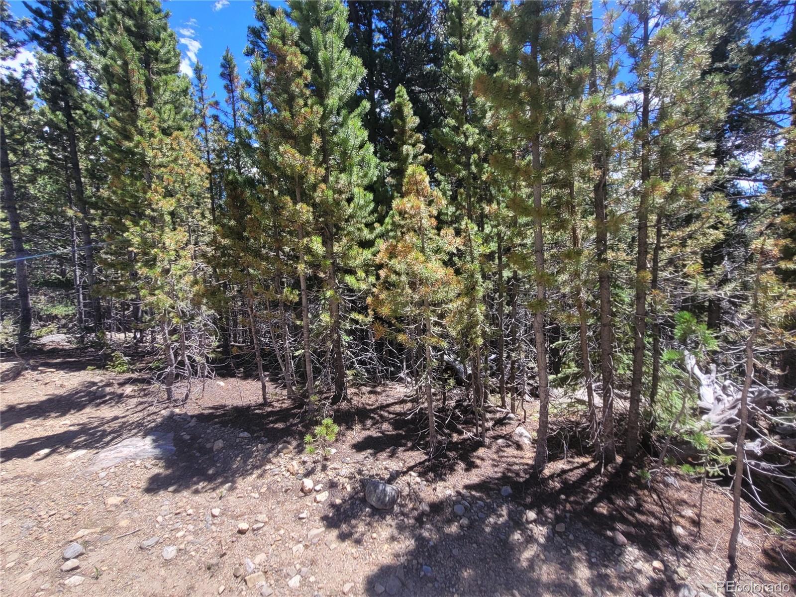 336 Eva Road Idaho Springs, CO 80452 - Photo 5 of 11 a view of a forest with trees