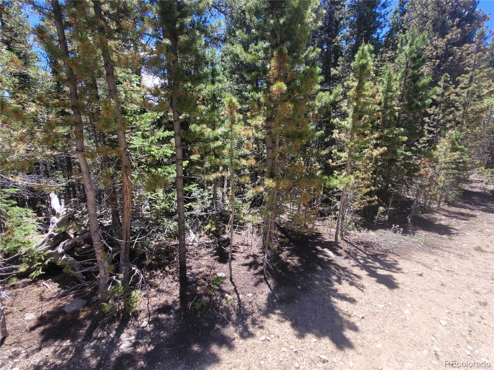 336 Eva Road Idaho Springs, CO 80452 - Photo 6 of 11 a view of a tree