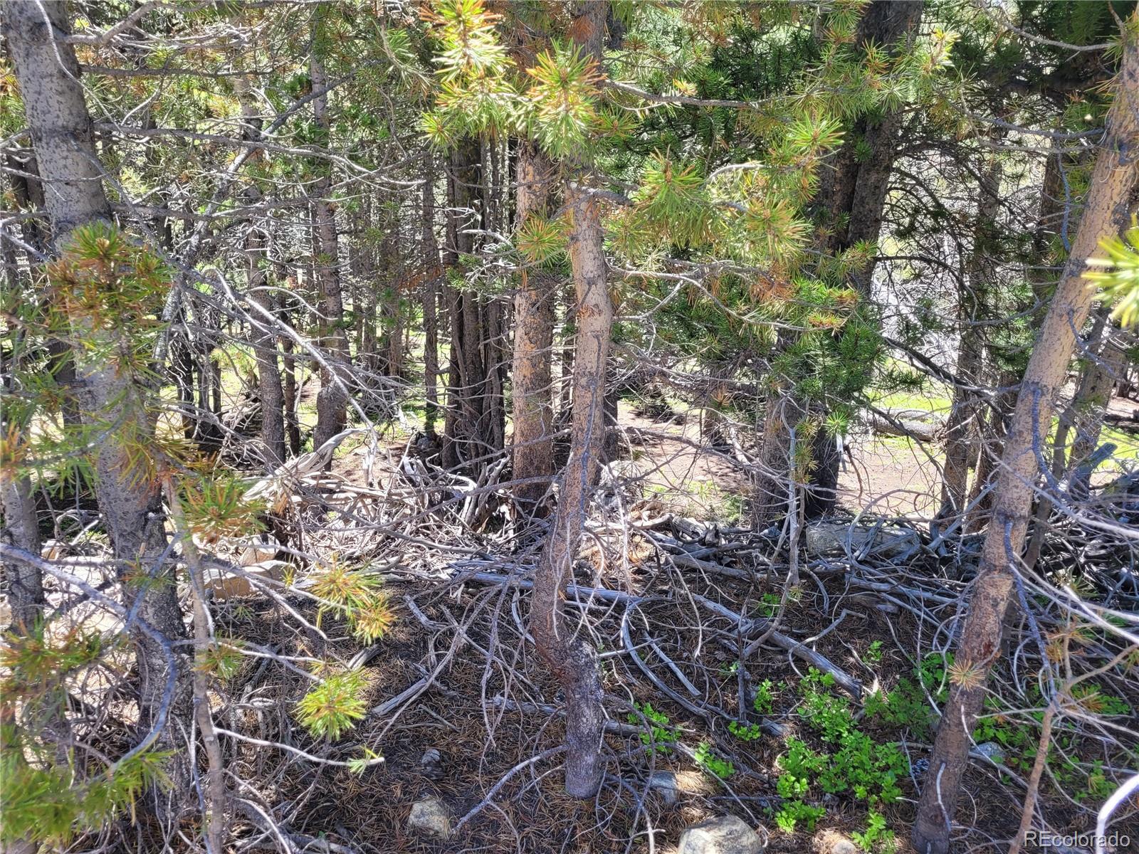 336 Eva Road Idaho Springs, CO 80452 - Photo 7 of 11 a picture of tree