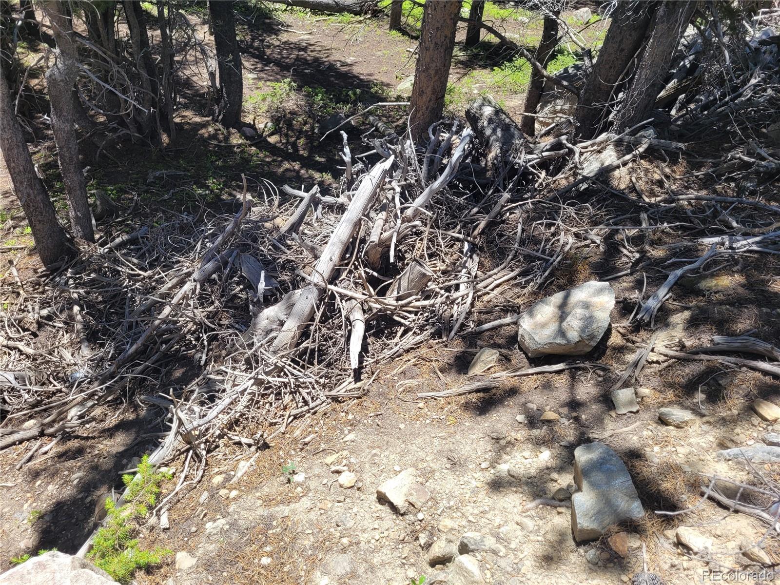 336 Eva Road Idaho Springs, CO 80452 - Photo 8 of 11 a view of plant in the tree
