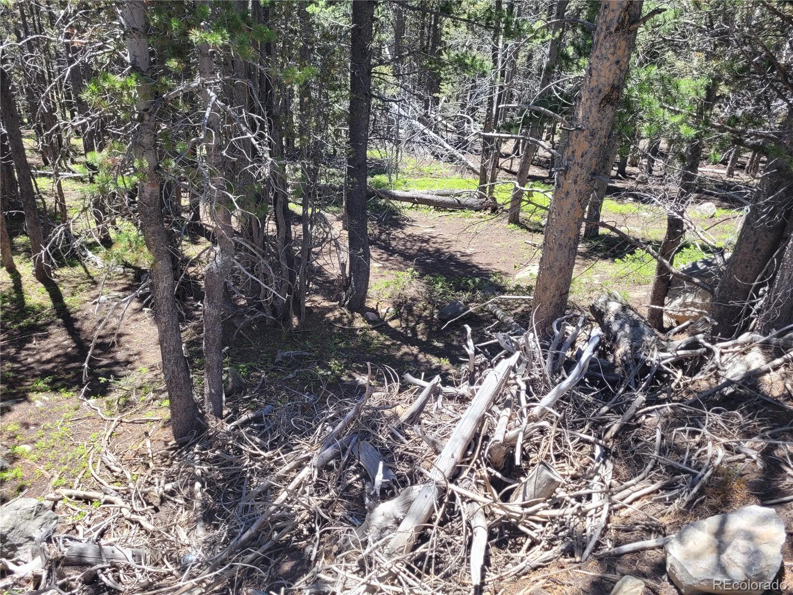 336 Eva Road Idaho Springs, CO 80452 - Photo 9 of 11 a view of a yard with a tree