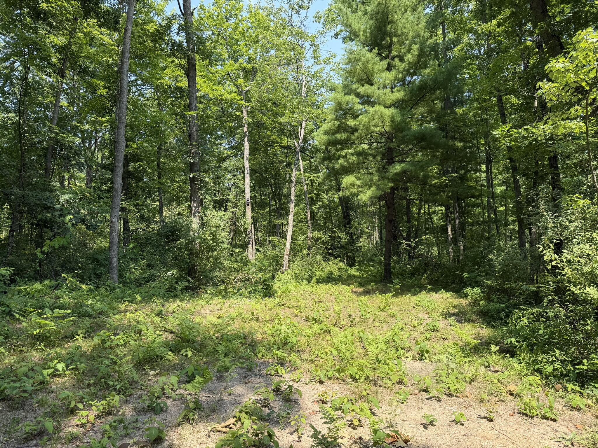 Steinberg Road Wellston, MI 49689 - Photo 3 of 9 IMG_2018