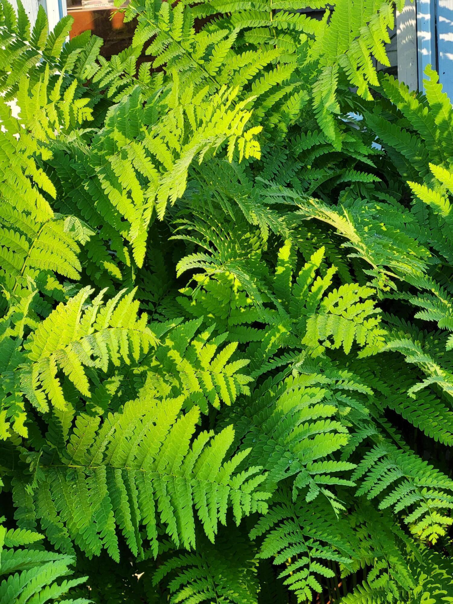 41 High Street Dover-Foxcroft, ME 04426 - Photo 82 of 88 Ferns