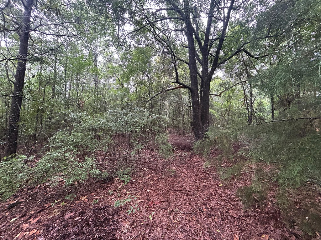 0 Holmes Road Newton, AL 36352 - Photo 5 of 8