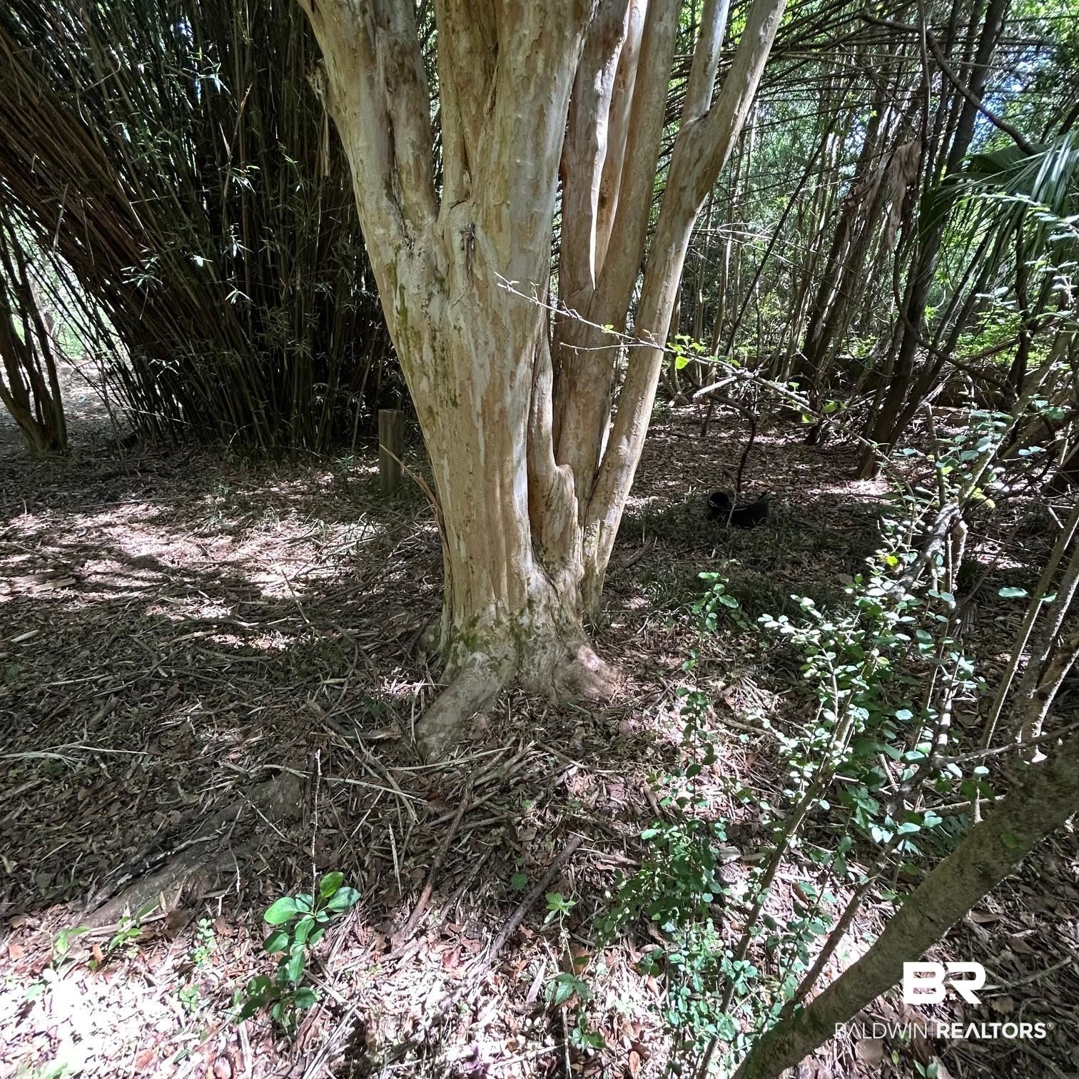 23587 Cowling Road Robertsdale, AL 36567 - Photo 6 of 40 mature trees