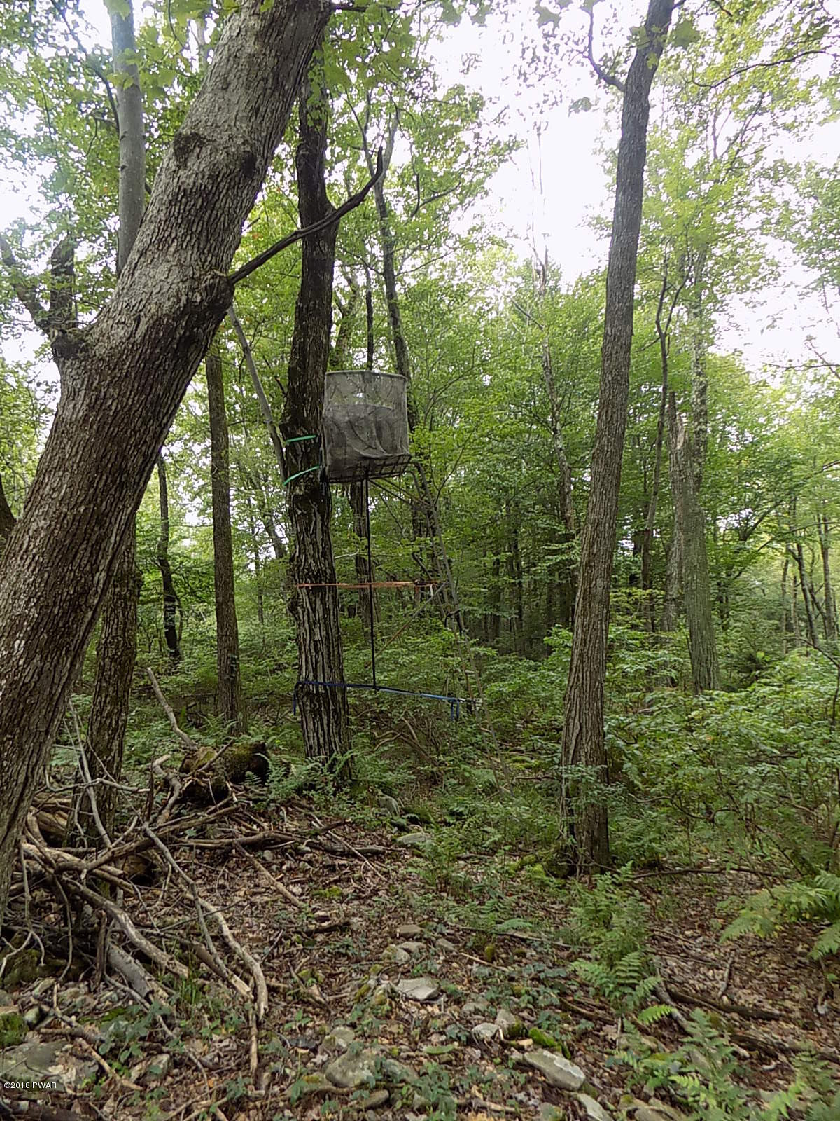 293 Mozzette Road Canadensis, PA 18325 - Photo 86 of 92 Another Stand overlooking Gorgeous Bog!