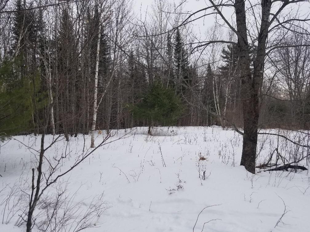 0 Hobbstown Road Milo, ME 04463 - Photo 21 of 30 Grown up open area near Northwest corner