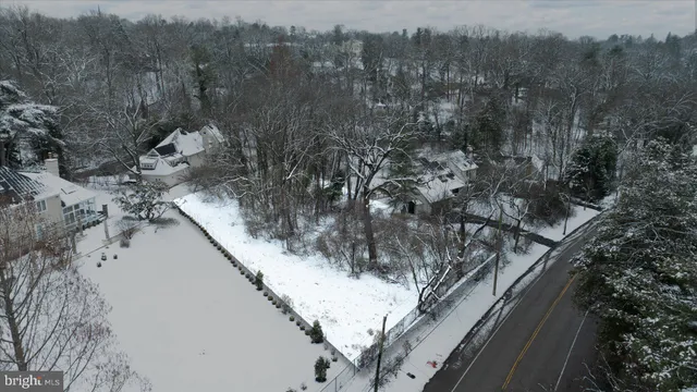 a view of a forest with a tree
