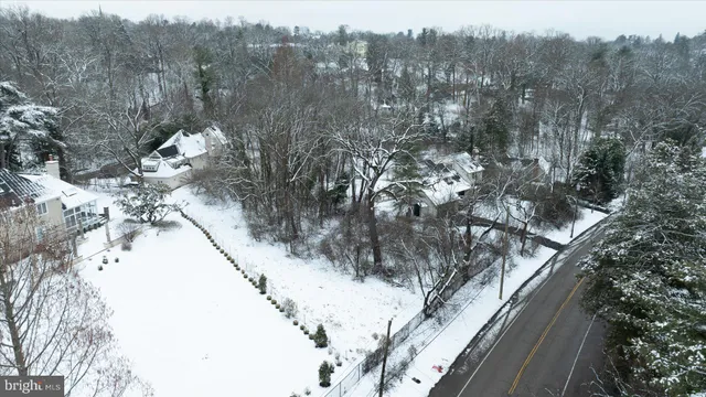 a view of a forest with a tree