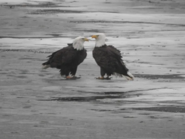 $5,000 | 2350 Butternut Bend, Lake Summerset, IL 61019